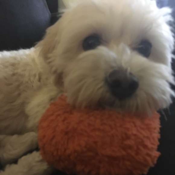 🐾🖤 Send CLOVER More LOVE!! FOLLOW GAME !! 😊 - Picture 2 of 7